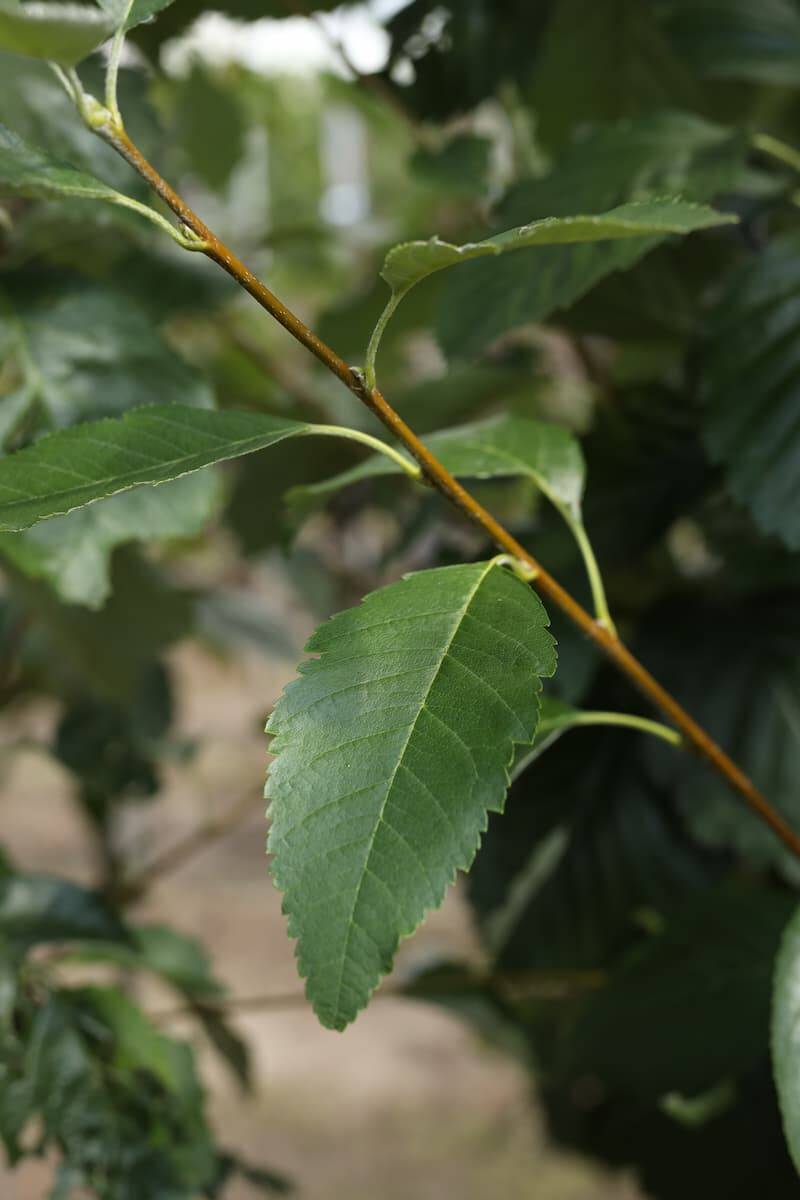 Sorbus latifolia 'Henk Vink' 6